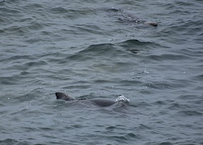 Atlantic Grey Seals - Lizard Point 08.08.2019