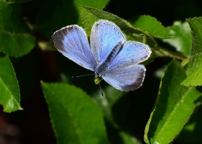 Holly Blue - Coverdale 14.05.2020