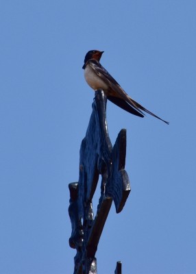 Swallow perched on roof at our B&amp;B