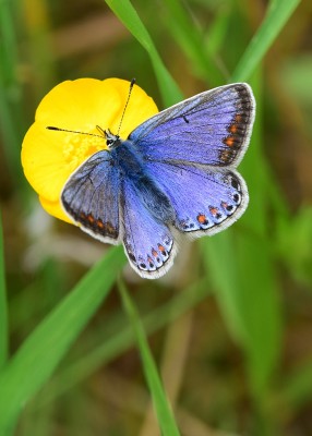 Common Blue - Bishops Hill 03.06.2021