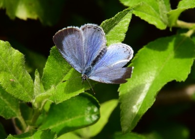 Holly Blue female - Coverdale 16.05.2022
