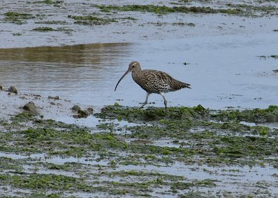 Curlew - Arne 03.09.2019