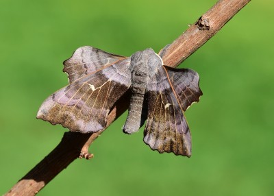 Poplar Hawk Moth - Coverdale 27.05.2020