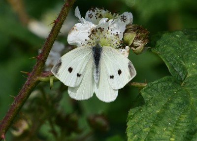 Small White female -  Langley Hall 23.06.2023