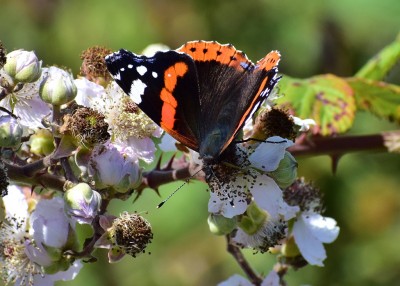 Red Admiral - Kynance Cove 02.08.2020