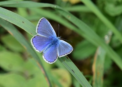 Common Blue male - Lizard Lighthouse 06.08.2024