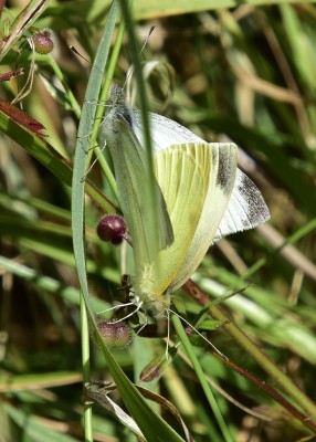 Small White pair hunkered down in the grass - Wagon Lane 17.07.2023
