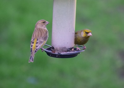 Greenfinch pair - Coverdale 08.03.2020
