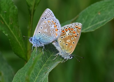 Common Blue pair - Blythe Valley 24.07.2020