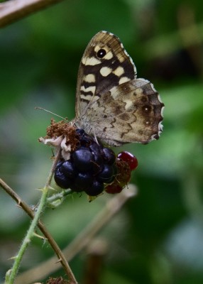 Speckled Wood female - Coverdale 26.08.2024