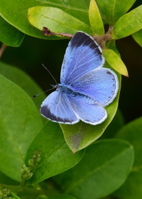 Holly Blue female - Coverdale 04.05.2022