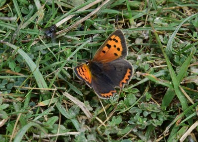 Small Copper - Bindon Hill 04.09.2024