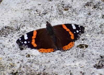 Red Admiral - Carleon Cove 06.08.2020