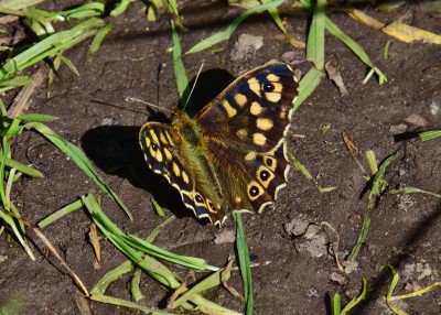 Speckled Wood - Coverdale 03.05.2023