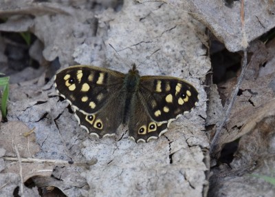 Speckled Wood - Langley Hall 23.04.2021