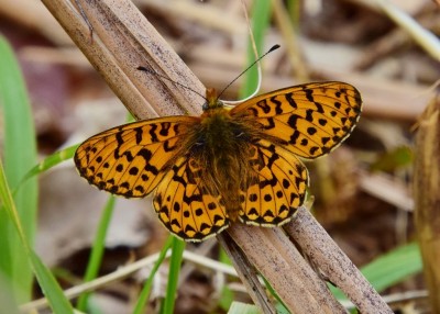 Pearl-boredered Fritillary - Wyre Forest 10.05.2021