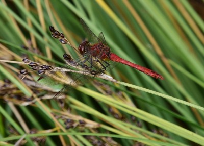 Ruddy Darter - Blythe Valley 29.08.2024