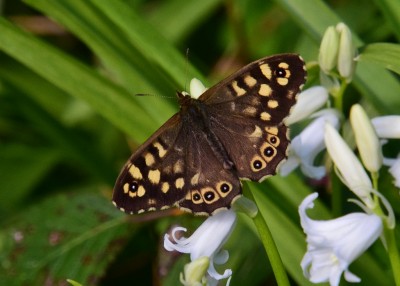 Speckled Wood - Coverdale 06.05.2021