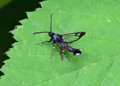 Red-tipped Clearwing - Coverdale 08.07.2022