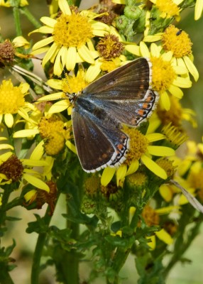 Adonis Blue female - Durdle Door 04.09.2024