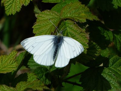 Green-veined White male - Castle Hill Solihull 18.04.2017
