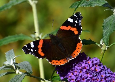 Red Admiral - Coverdale 06.10.2019
