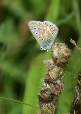 Common Blue male - Blythe Valley 31.07.2024