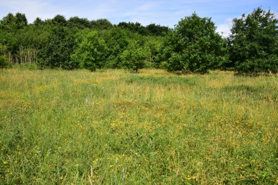Meadow area with lots of Birds-foot Trefoil - Blythe Valley 14.07.2022