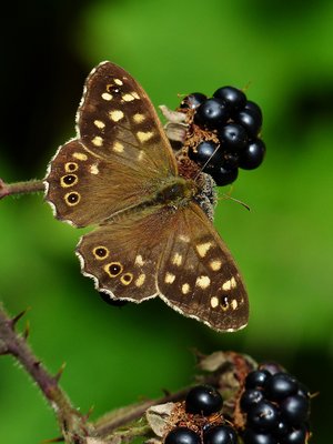 Speckled Wood male - Coverdale 28.08.2016