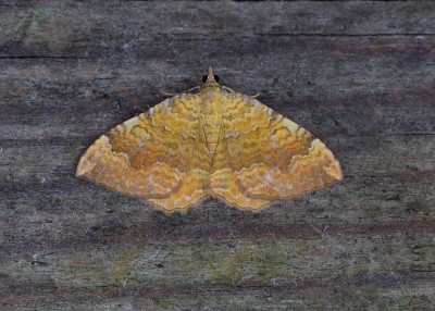 Yellow Shell - Coverdale 18.08.2020