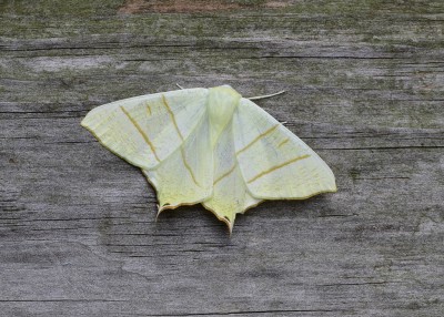 Swallow-tailed Moth - Coverdale 24.06.2023