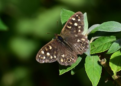 Speckled Wood - Coverdale 06.10.2019