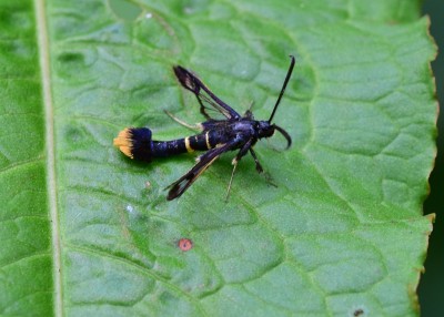 Orange-tailed Clearwing - Coverdale 08.07.2022