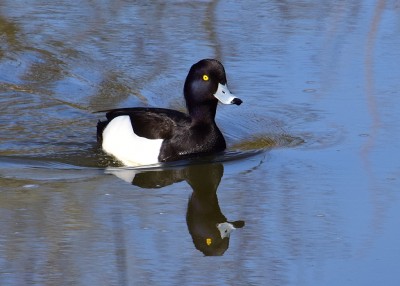 Tufted Duck - Langley Hall 18.03.2022