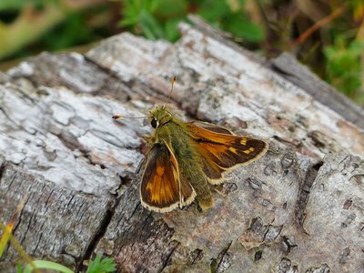 Silver-spotted Skipper - Aston Rowant north 12.08.2015