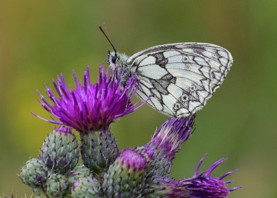 Marbled White - Castle Hills 03.07.2020