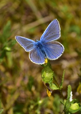 Common Blue - Blythe Valley 01.06.2019