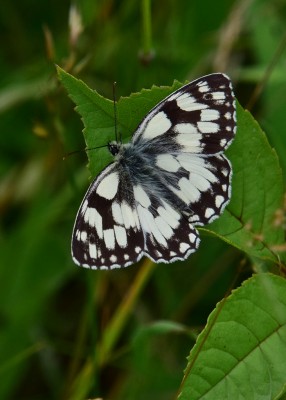 Marbled White -  Blythe Valley 06.06.2022