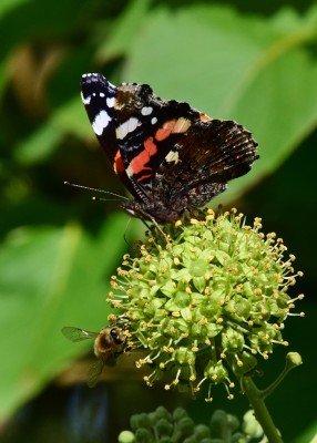 Red Admiral -  Coverdale 23.09.2022