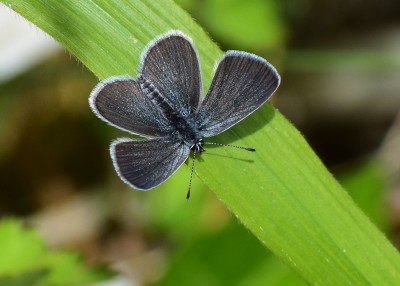 Small Blue - Bishops hill Warwickshire 18.05.2020