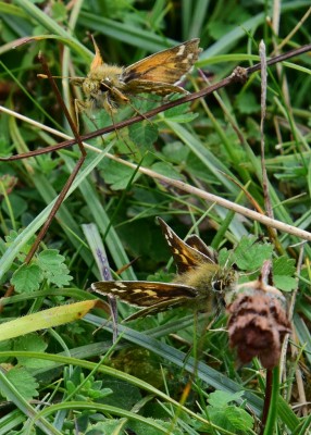 Silver-spotted Skipper pair - Oxenbourne 31.08.2021
