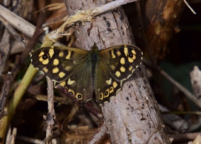 Speckled Wood male #2 - Coverdale 24.04.2021