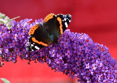 Red Admiral - Coverdale 13.08<br />2021