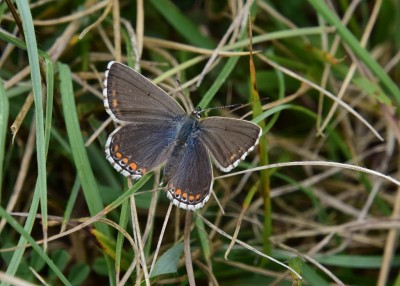 Adonis Blue female - Ballard Dawn 03.09.2024