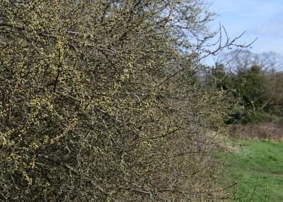 Blackthorn still with a few days to go.