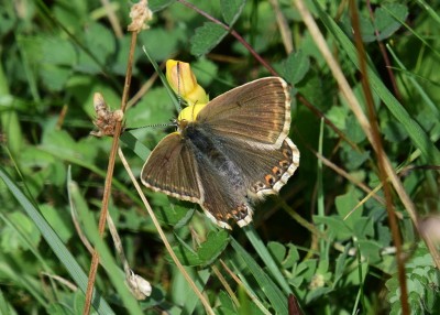 Chalk Hill Blue female - Old Winchester Hill 27.08.2023