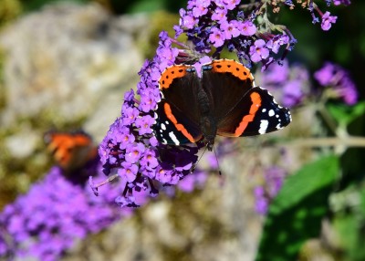 Red Admiral with bluured Small Tortoiseshell in the background