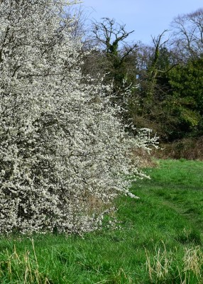 Blackthorn blossom - Wagon Lane 21.03.2020