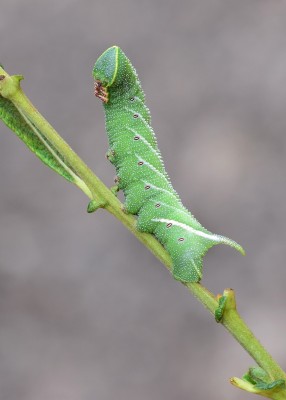Eyed Hawk-moth larva - Coverdale 25.07.2022
