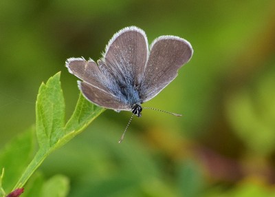 Small Blue - Bishops hill Warwickshire 09.06.2020